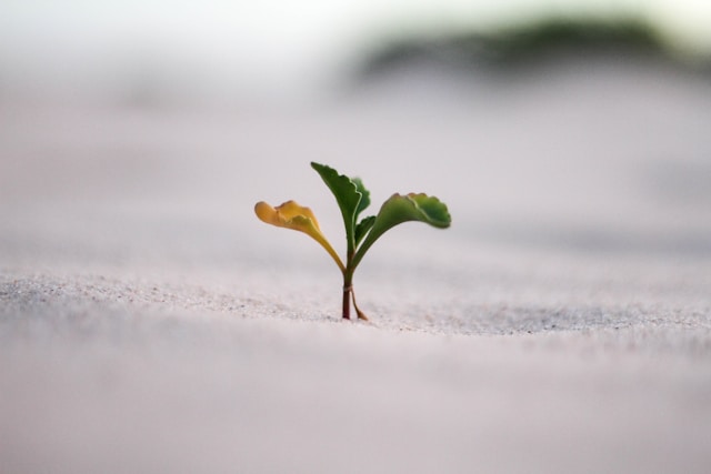 image for Focus on Growth